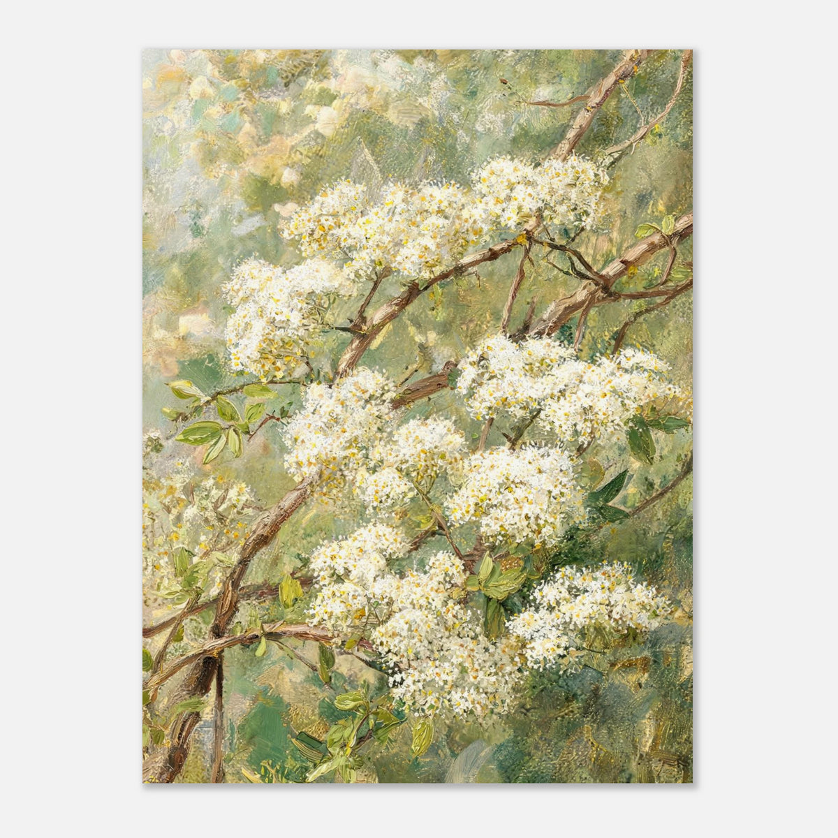 Blooming White Blossoms & Woodland Branches Impressionist Art Print