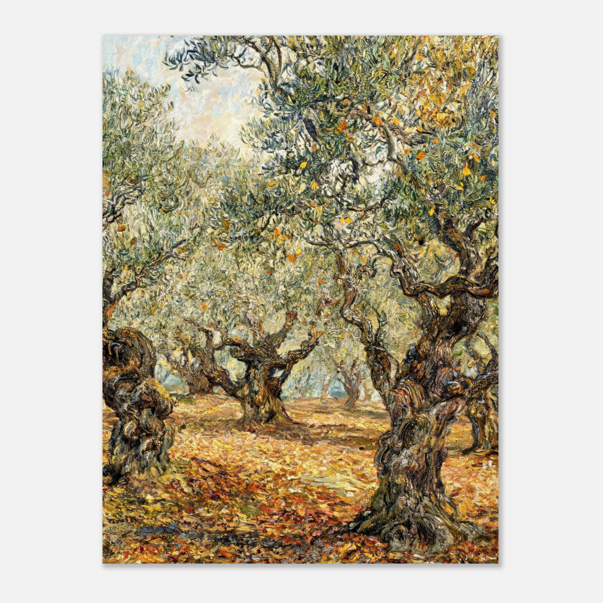 Sunlit Olive Grove Impressionist Art Print