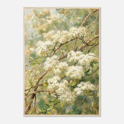 Blooming White Blossoms & Woodland Branches Impressionist Art Print