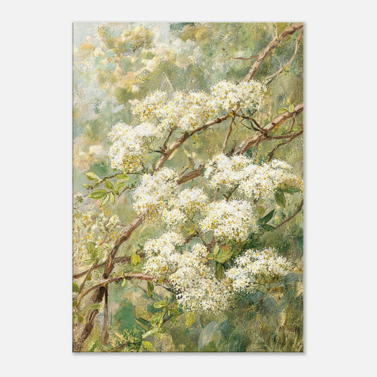 Blooming White Blossoms & Woodland Branches Impressionist Art Print