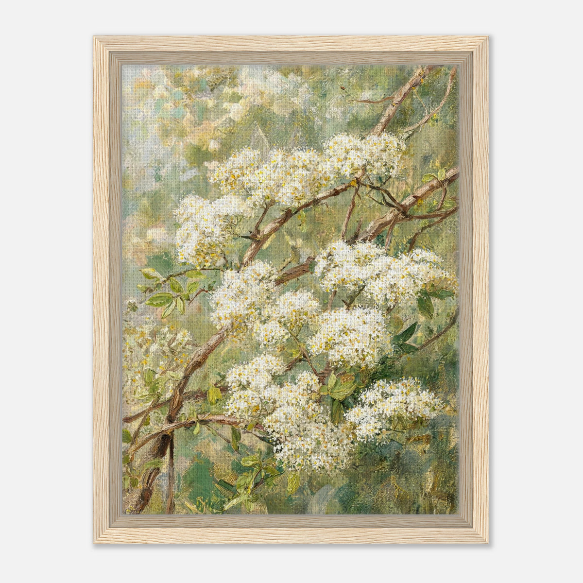 Blooming White Blossoms & Woodland Branches Impressionist Art Print